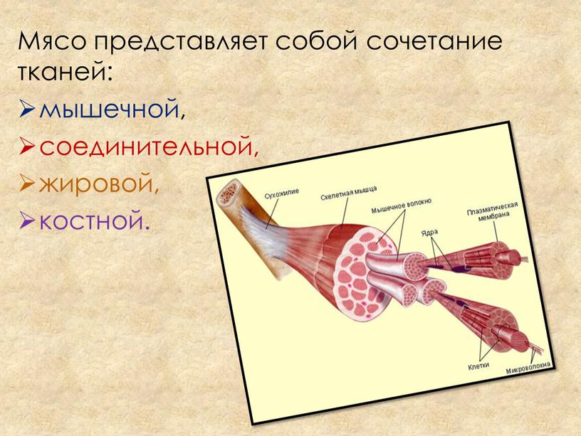 Мясо представляет собой сочетание тканей: мышечной, соединительной, жировой, костной