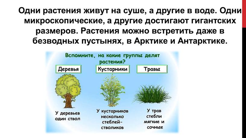 Одни растения живут на суше, а другие в воде