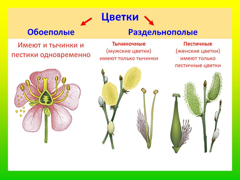 Цветки Обоеполые Раздельнополые