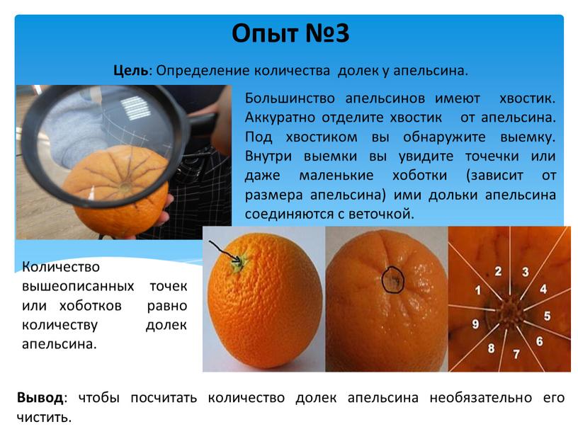 Опыт №3 Цель : Определение количества долек у апельсина