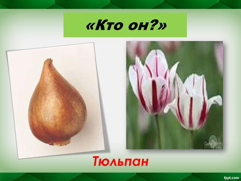 «Кто он?» Тюльпан