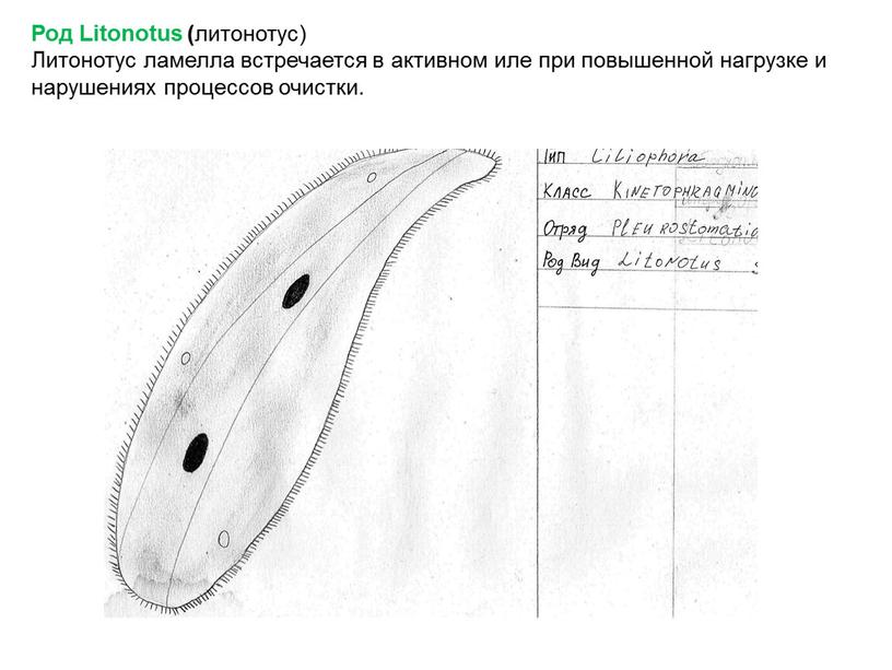 Род Litonotus ( литонотус) Литонотус ламелла встречается в активном иле при повышенной нагрузке и нарушениях процессов очистки