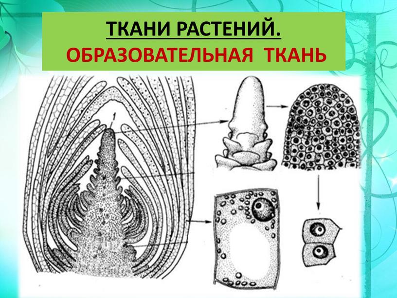 ТКАНИ РАСТЕНИЙ. ОБРАЗОВАТЕЛЬНАЯ