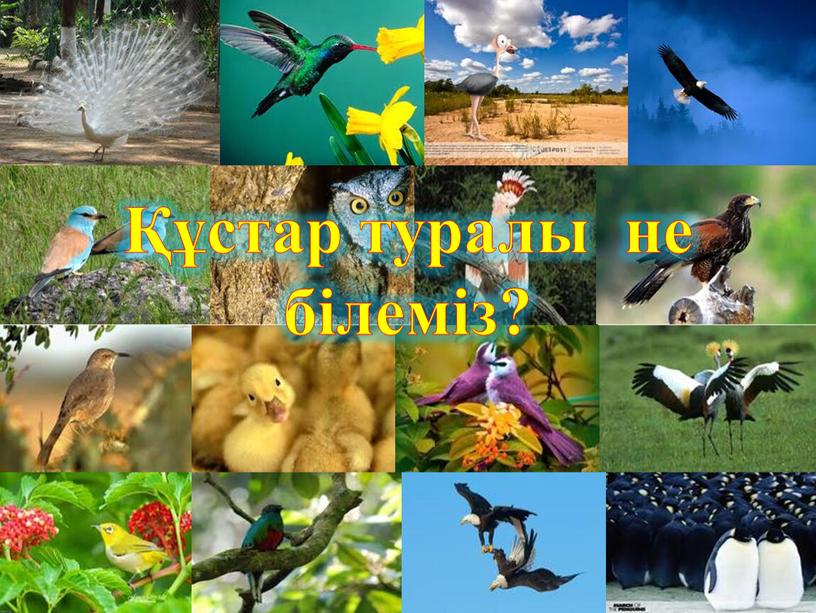 Құстар туралы не білеміз?