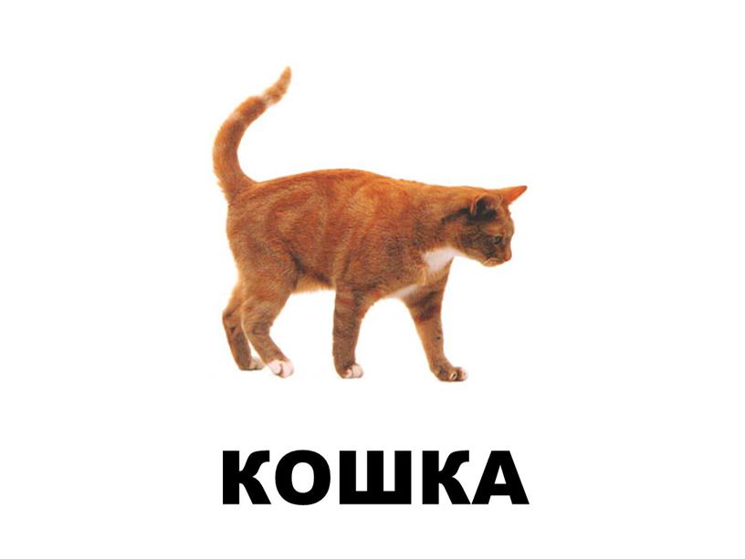 КОШКА