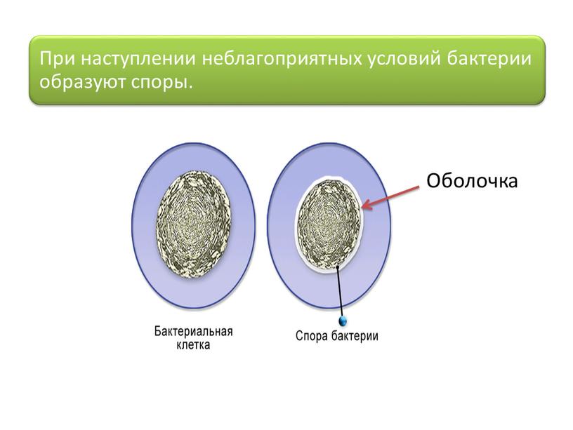 Оболочка