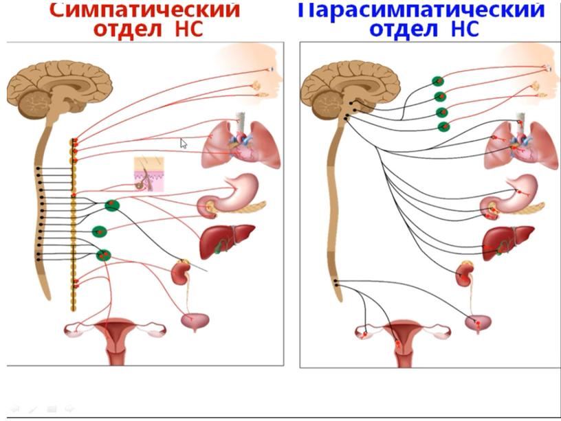 Нервная система