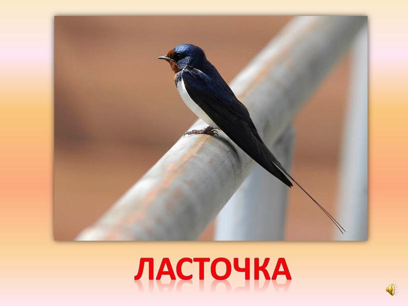 ласточка