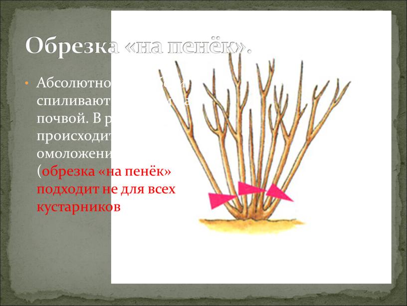 Абсолютно все побеги спиливают на 3-5 см на почвой