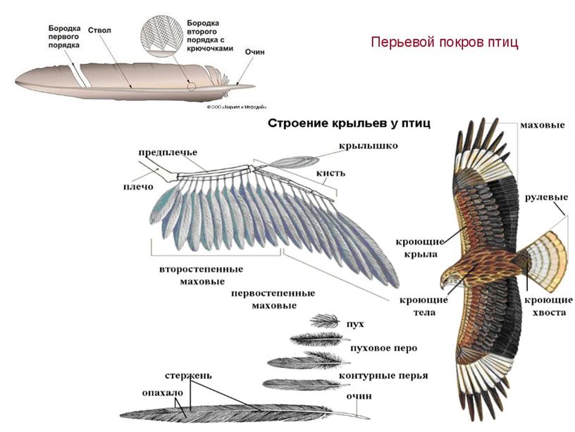 Класс птицы