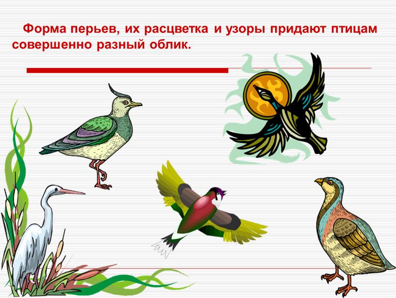Форма перьев, их расцветка и узоры придают птицам совершенно разный облик