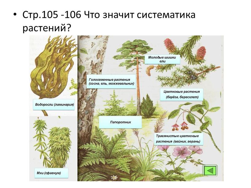 Стр.105 -106 Что значит систематика растений?