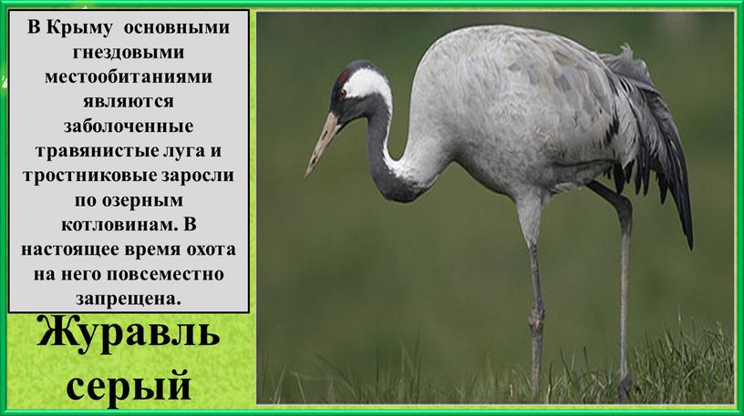 Журавль серый В Крыму основными гнездовыми местообитаниями являются заболоченные травянистые луга и тростниковые заросли по озерным котловинам