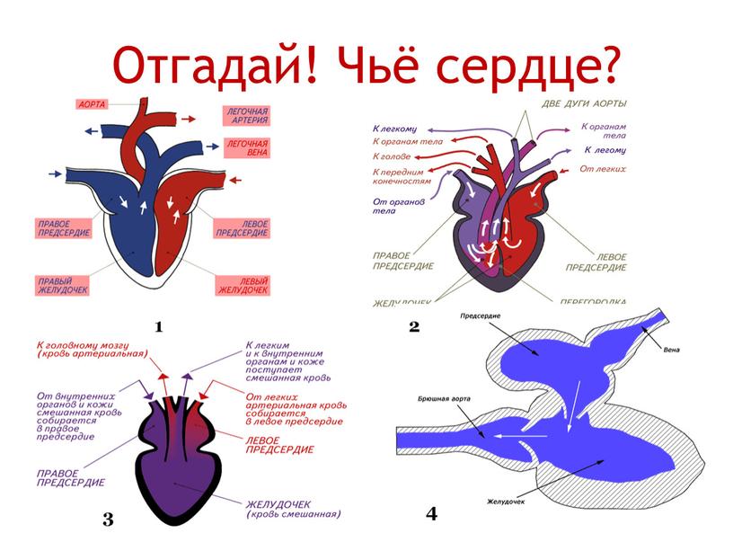 Отгадай! Чьё сердце? 1 2 3 4