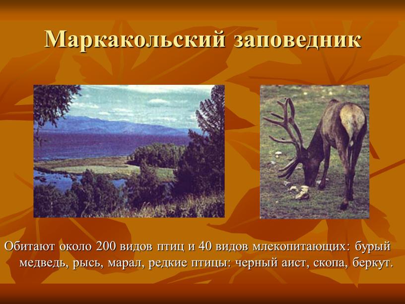 Маркакольский заповедник Обитают около 200 видов птиц и 40 видов млекопитающих: бурый медведь, рысь, марал, редкие птицы: черный аист, скопа, беркут