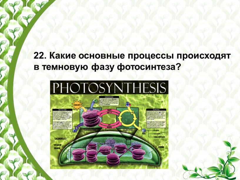 Какие основные процессы происходят в темновую фазу фотосинтеза?