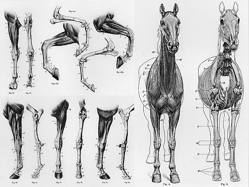 АНАТОМИЯ ЛОШАДИ. СКЕЛЕТ