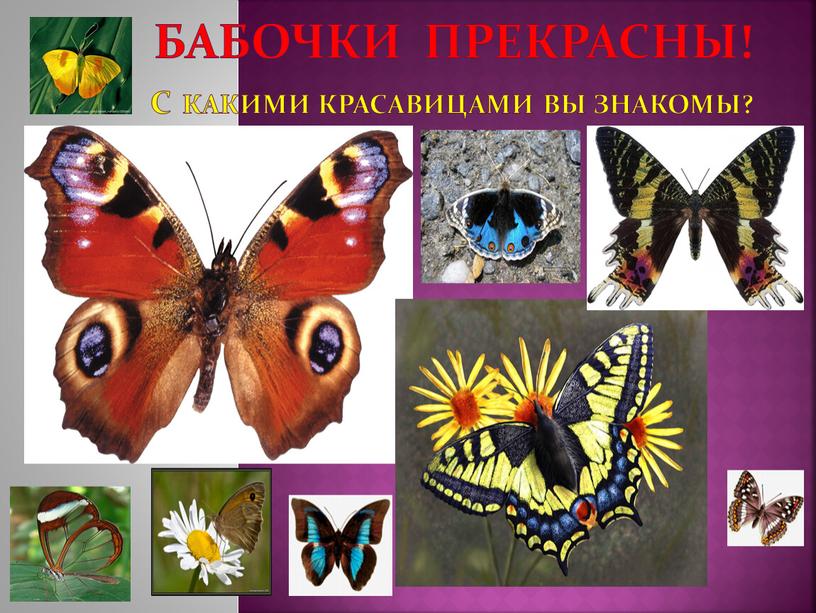 Бабочки прекрасны! С какими красавицами вы знакомы?