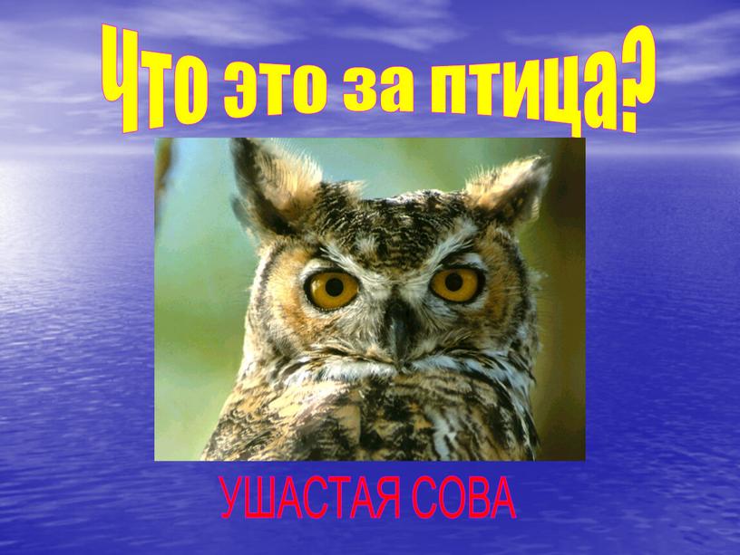 Что это за птица? УШАСТАЯ СОВА