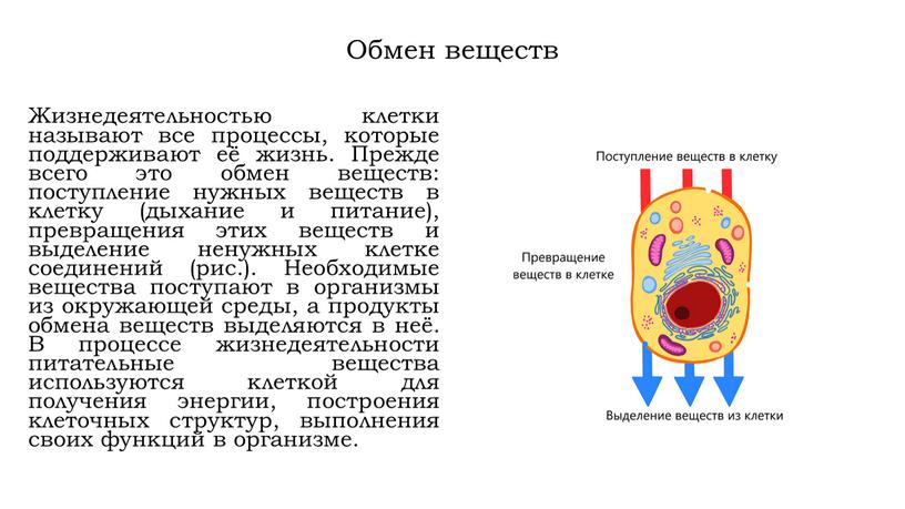 Обмен веществ Жизнедеятельностью клетки называют все процессы, которые поддерживают её жизнь