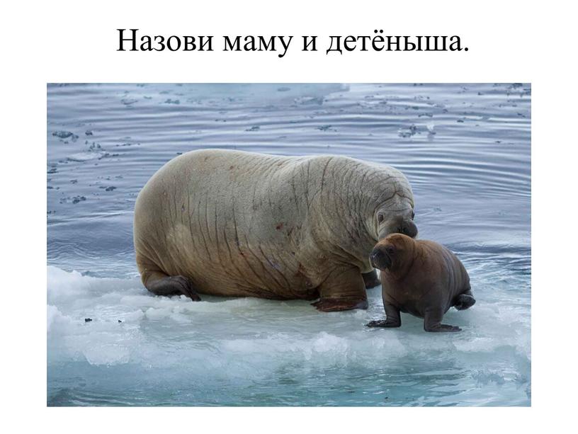 Назови маму и детёныша.