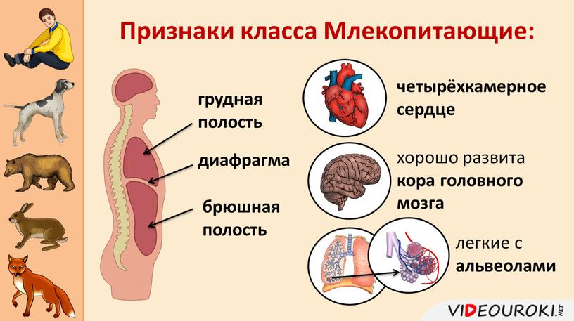 Признаки класса Млекопитающие: диафрагма грудная полость брюшная полость четырёхкамерное сердце хорошо развита кора головного мозга легкие с альвеолами