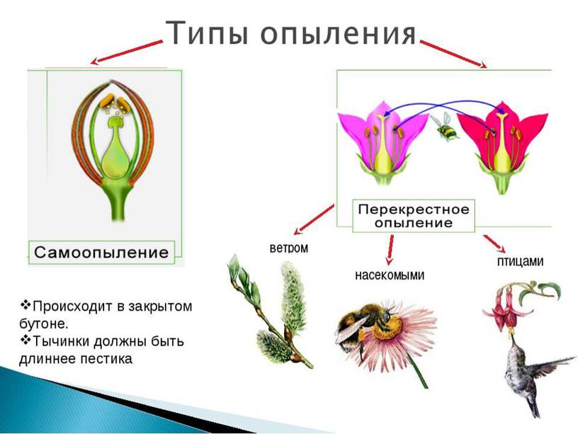 Царства растений