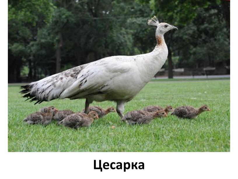 Цесарка