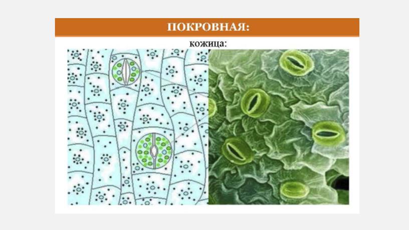 Презентация Ткани растений