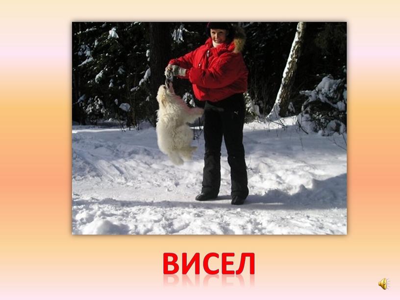 висел