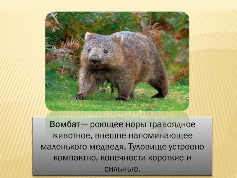 Вомбат — роющее норы травоядное животное, внешне напоминающее маленького медведя