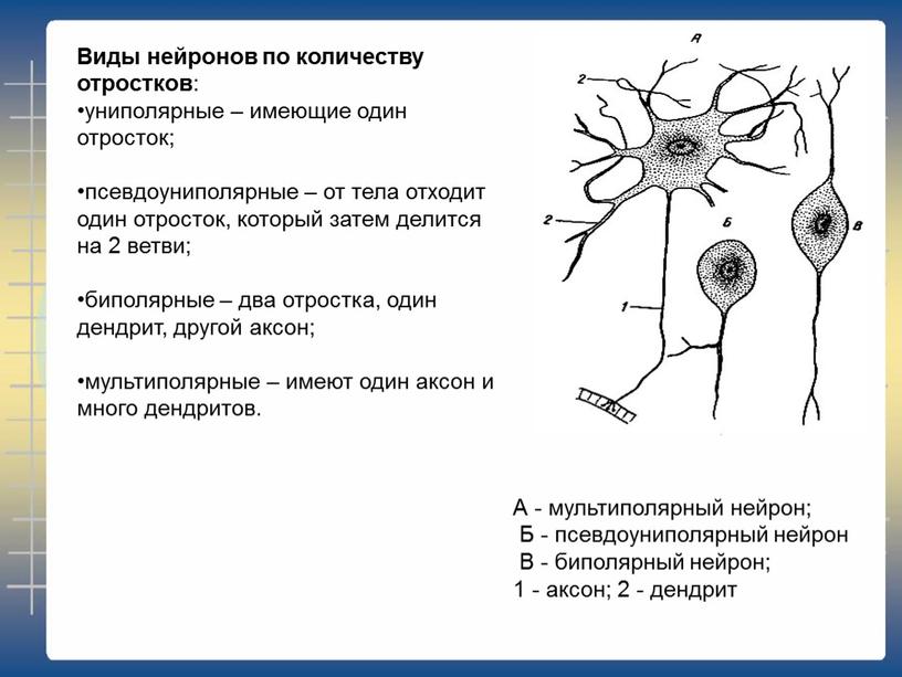 Виды нейронов по количеству отростков : униполярные – имеющие один отросток; псевдоуниполярные – от тела отходит один отросток, который затем делится на 2 ветви; биполярные…