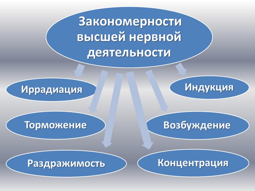 Мозг и психика. Закономерности высшей нервной деятельности человека 2 часть