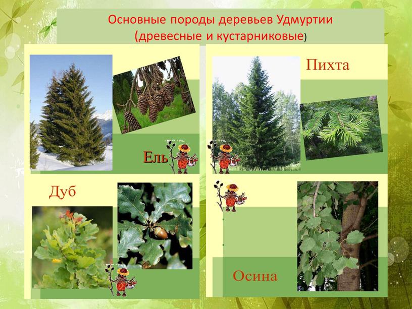 Основные породы деревьев Удмуртии (древесные и кустарниковые)