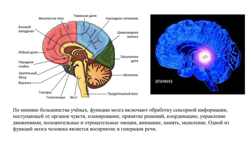 По мнению большинства учёных, функции мозга включают обработку сенсорной информации, поступающей от органов чувств, планирование, принятие решений, координацию, управление движениями, положительные и отрицательные эмоции, внимание,…