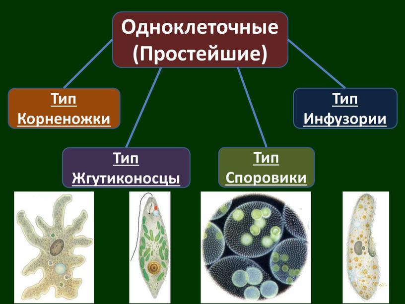 Одноклеточные (Простейшие) Тип