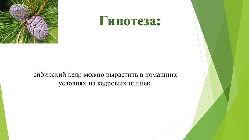 Гипотеза: сибирский кедр можно вырастить в домашних условиях из кедровых шишек