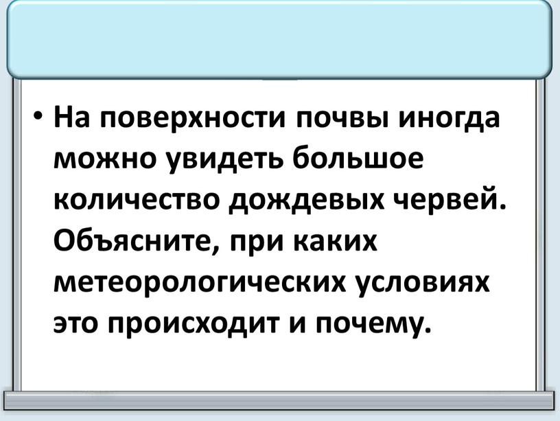 На поверхности почвы иногда можно увидеть большое количество дождевых червей