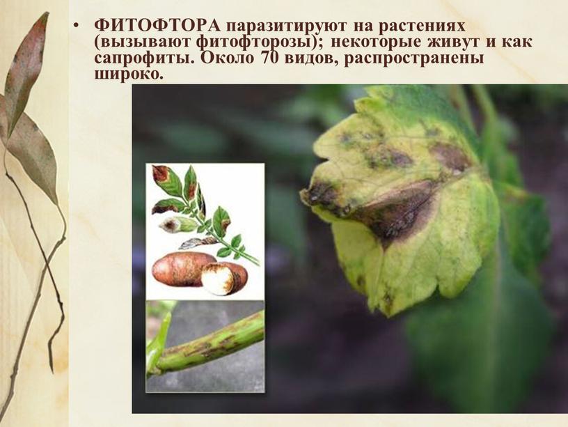 ФИТОФТОРА паразитируют на растениях (вызывают фитофторозы); некоторые живут и как сапрофиты