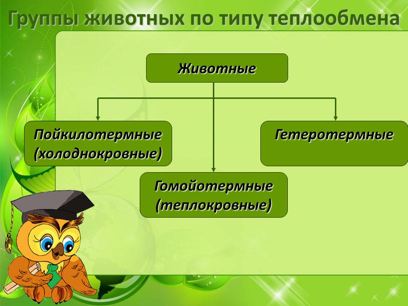 Группы животных по типу теплообмена