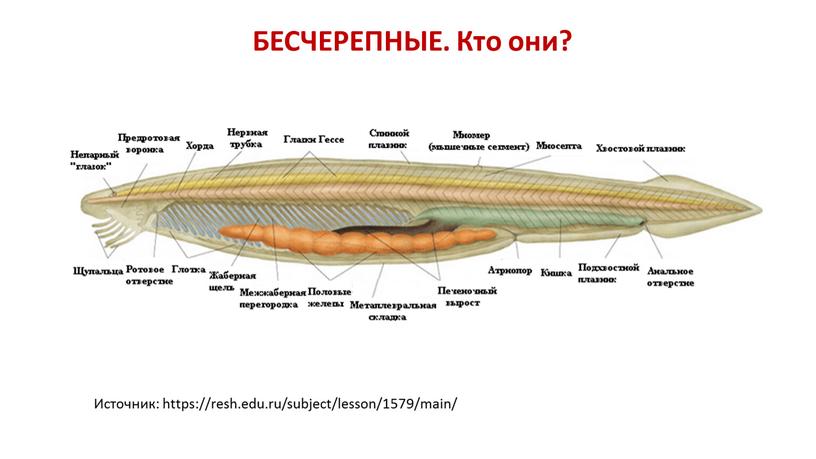 БЕСЧЕРЕПНЫЕ. Кто они? Источник: https://resh