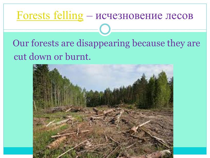 Forests felling – исчезновение лесов