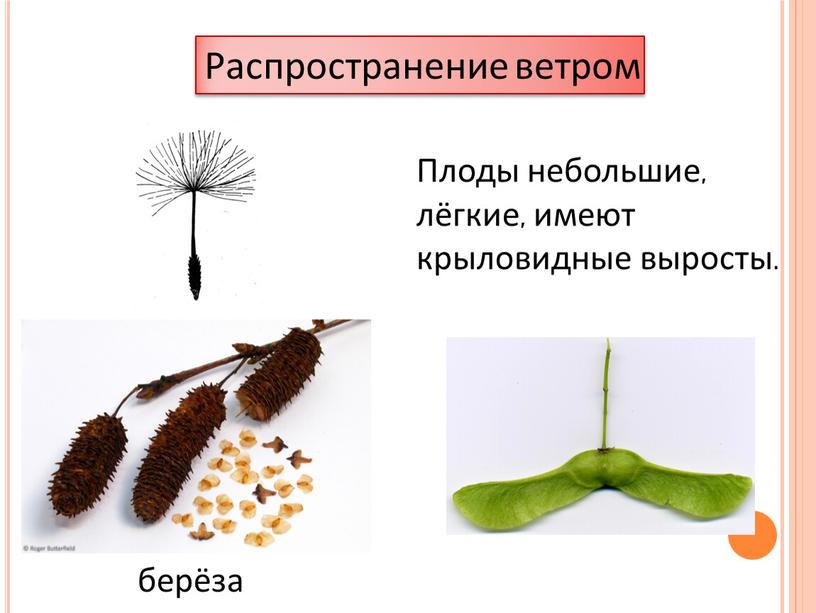 Распространение ветром Плоды небольшие, лёгкие, имеют крыловидные выросты