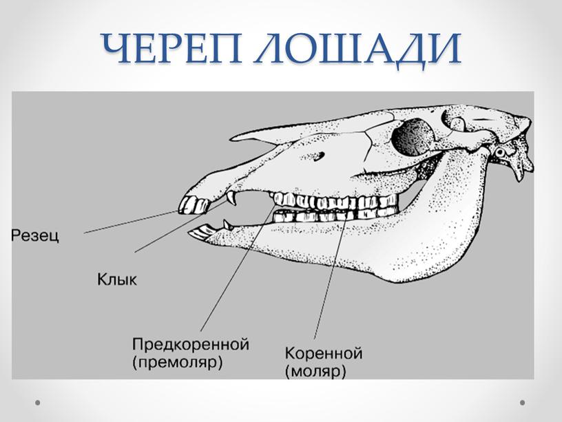 ЧЕРЕП ЛОШАДИ