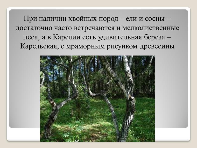 При наличии хвойных пород – ели и сосны – достаточно часто встречаются и мелколиственные леса, а в