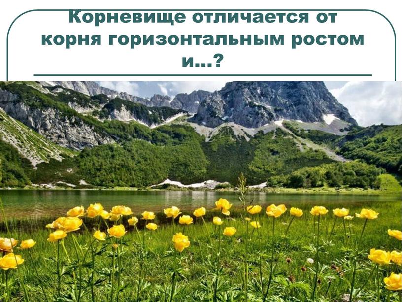 Корневище отличается от корня горизонтальным ростом и…?