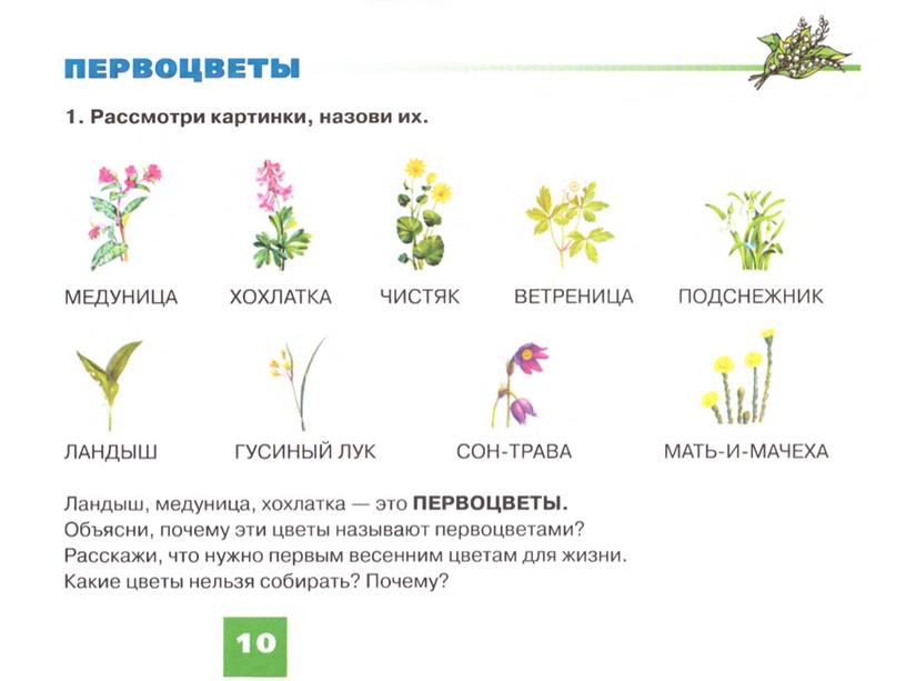 Презентация "Садовые, полевые цветы"