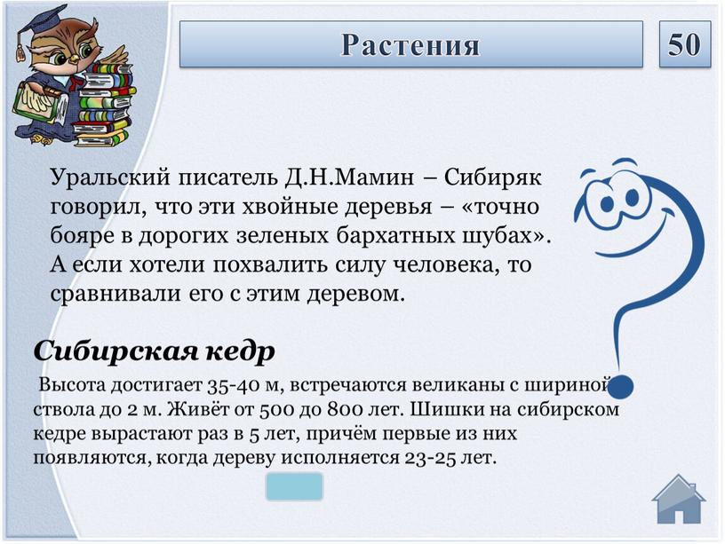 Сибирская кедр Высота достигает 35-40 м, встречаются великаны с шириной ствола до 2 м