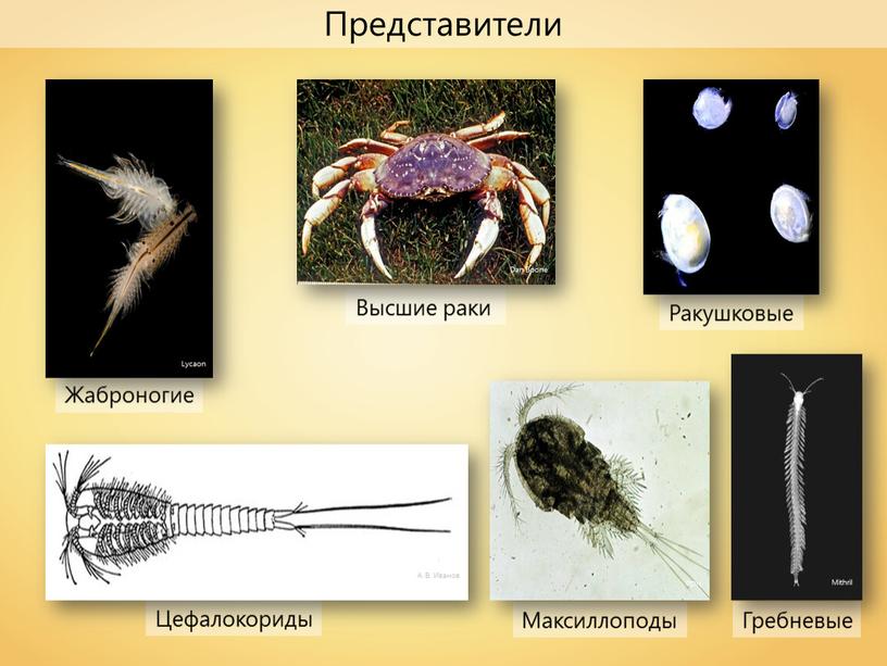 Ракушковые Жаброногие Цефалокориды