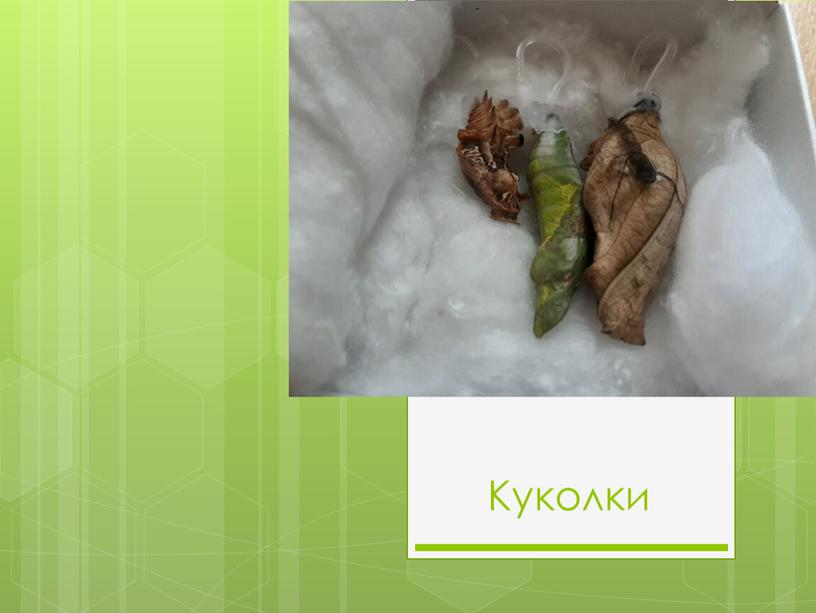 Куколки